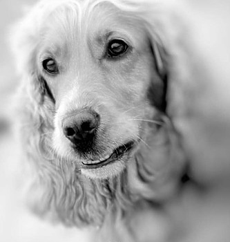 hundefotograf hannover hundefotografie hunde fotoshooting-14